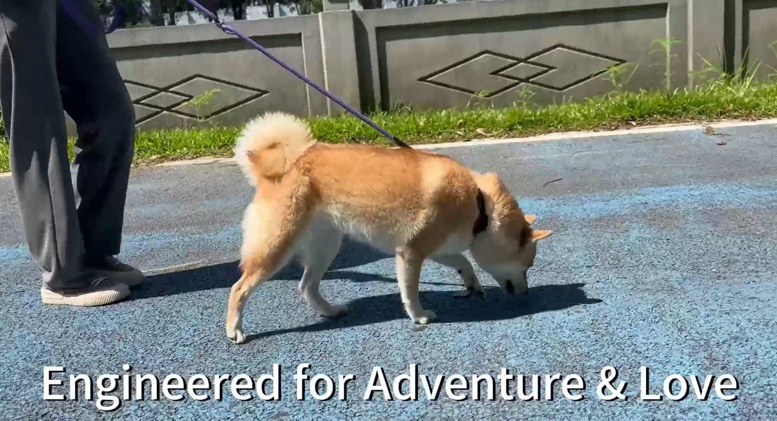 Wasserdichtes AirTag-Halterungs-Hundehalsband für kleine, mittlere und große Hunde, verstellbares reflektierendes Hundehalsband mit Schnellverschluss 1