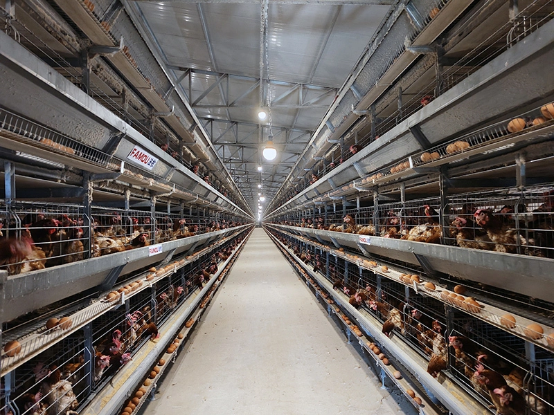Sistema de jaulas para gallinas ponedoras: configuración de gallinero de alta densidad para una mayor eficiencia en la producción de huevos 1