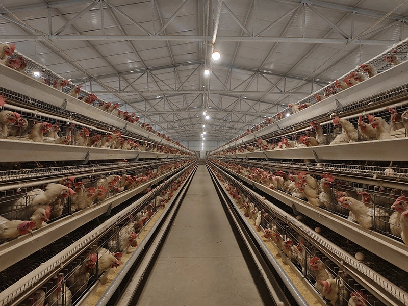 Jaulas para gallinas ponedoras tipo A, de estilo escalonado, para la cría en jaulas de gallinas ponedoras 1