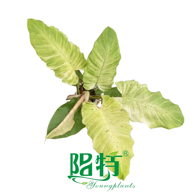 Foshan Youngplants - Philodendron Snowdrift Varigated Tissue Culture Plants Seedlings Wholesale 1