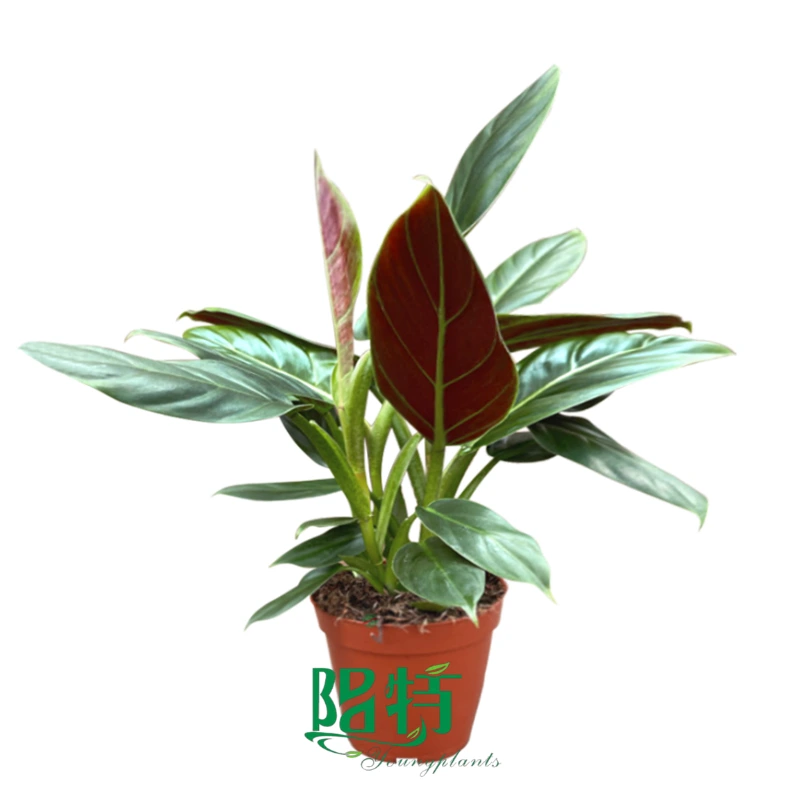 Foshan Youngplants | Philodendron subhastatum Tissue Culture Seedling Supplier Wholesale Only 1
