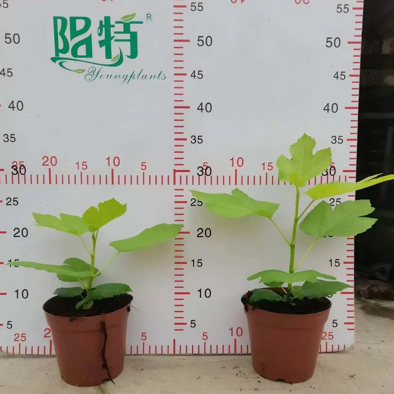Foshan Youngplants | Ficus carica 'ZaoHuang' Tissue Culture Seedling Fruit Ornamental Plants 1
