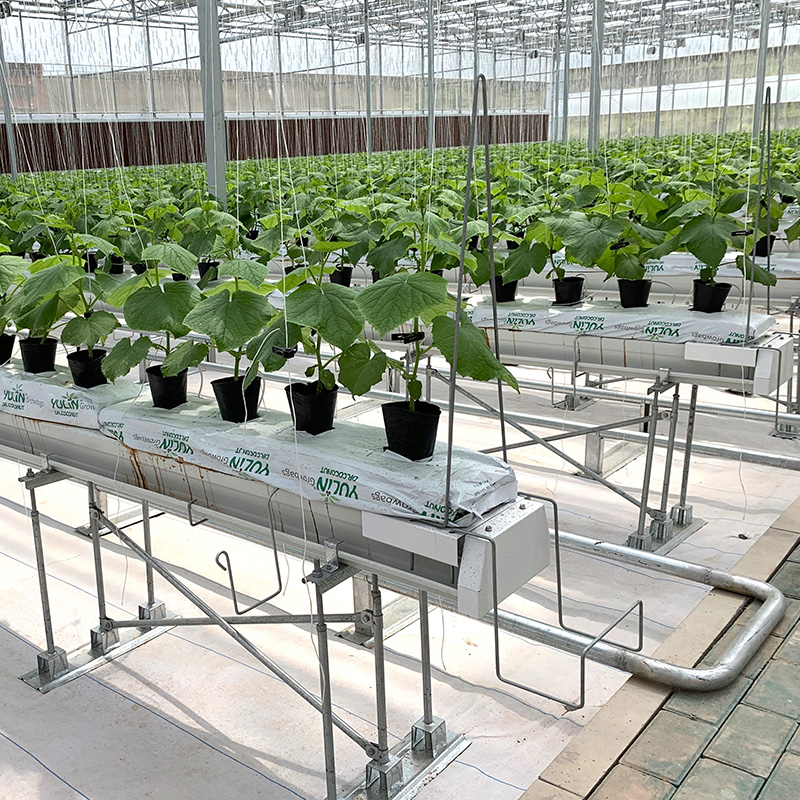 Substrate Cultivation System | AX Greenhouse