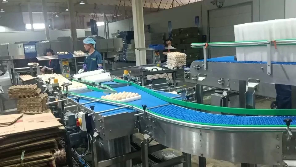 Confezionatrice automatica a caduta per cartoni di uova, con avvolgimento su tutto il perimetro - Serie WKD-DGB 1