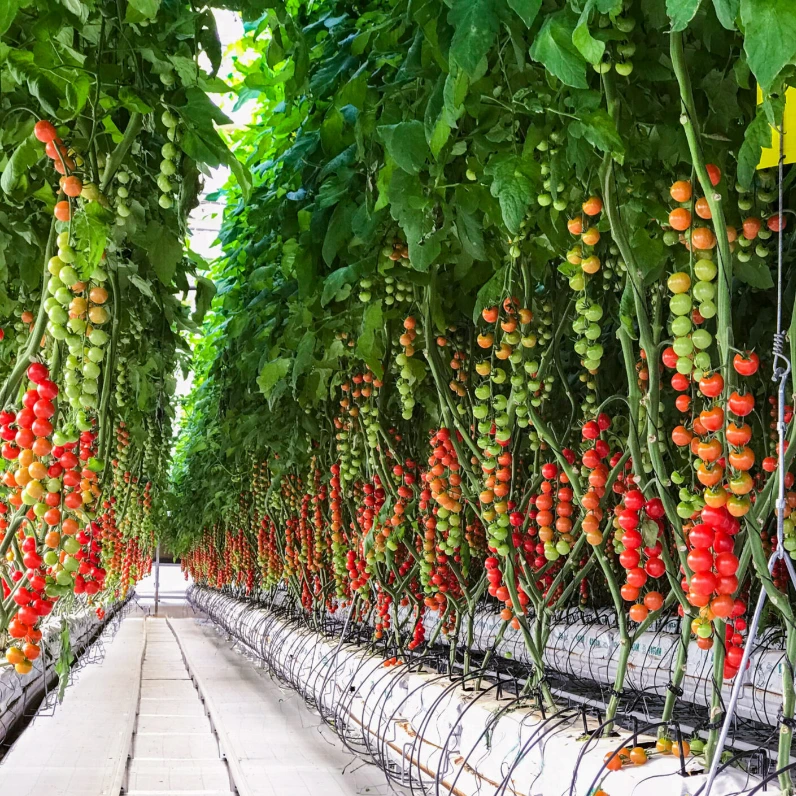 Greenhouse Drip Irrigation System 1