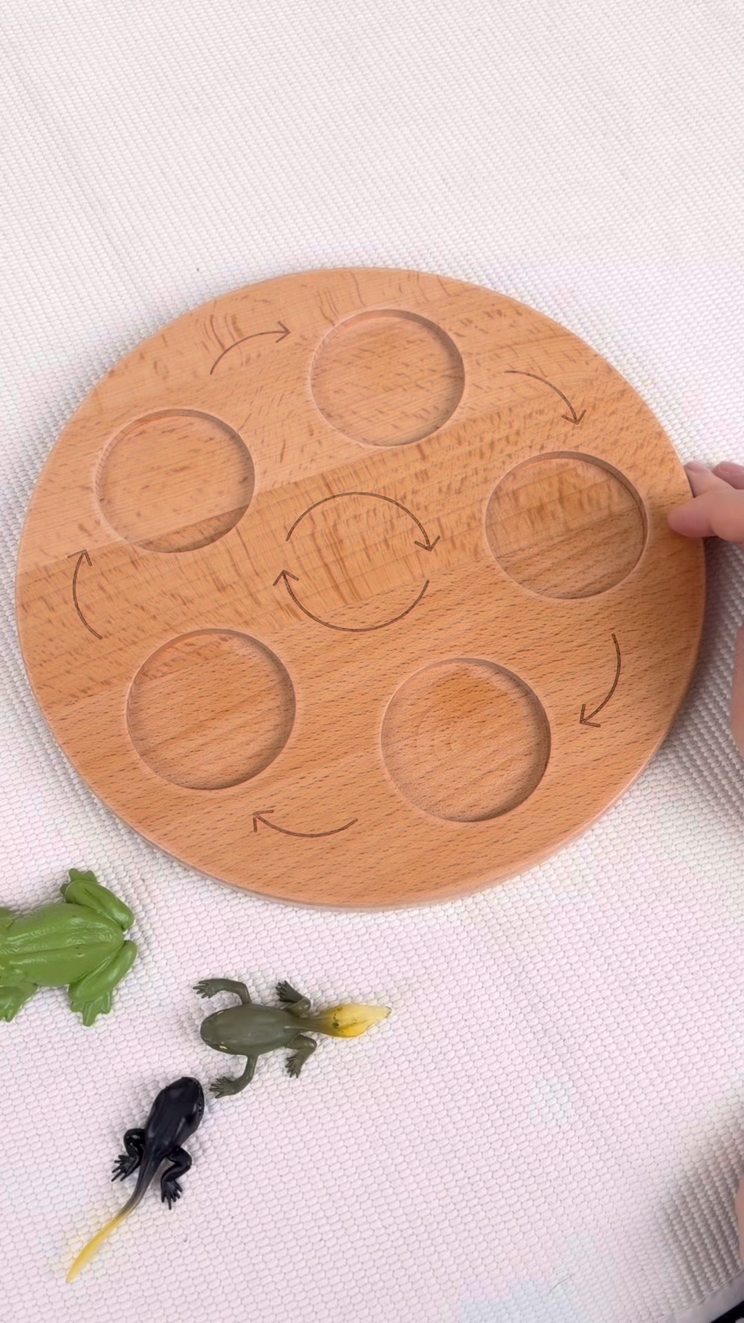 ¿Buscas una forma más atractiva de ayudar a los niños a comprender los ciclos de la vida y los procesos naturales? 😊