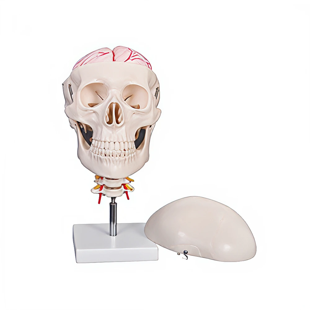 Skull with 8 parts Brain and Cervical Spine | INNORKOM 1