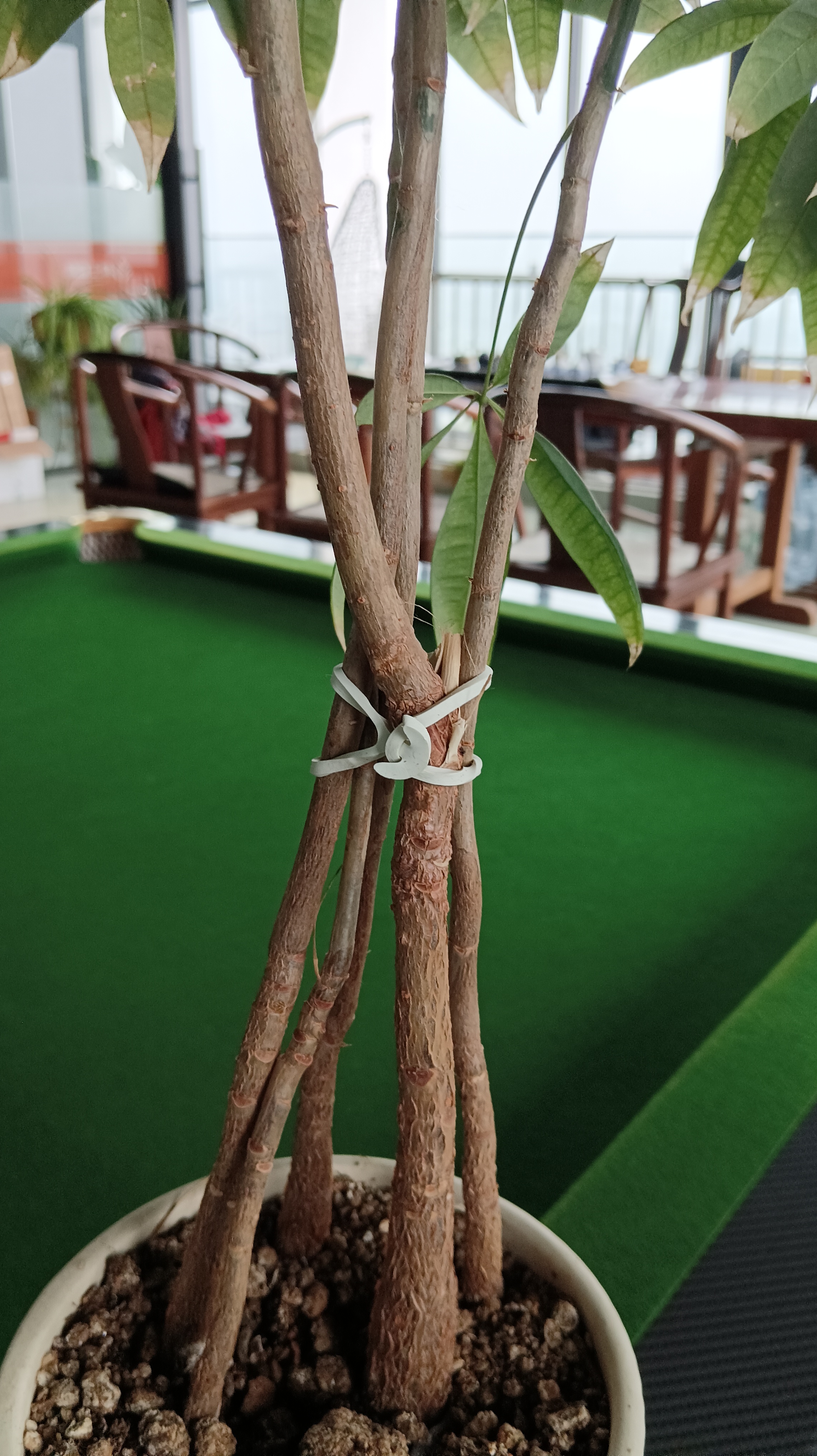 Soft Elastic Rubber Bands for Grape Vine Tying & Vineyard Support – Wholesale 5