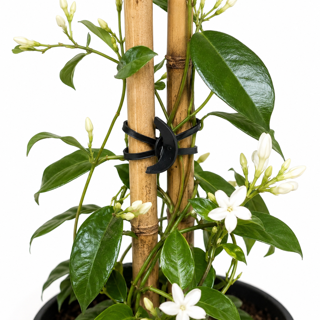 EPDM Hook Rubber Bands for Flowering Vine, Bamboo Stakes & Indoor Plants 1