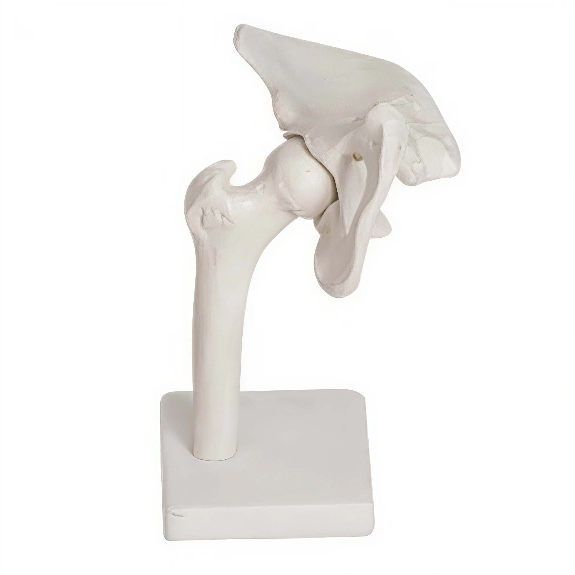 Hip Joint Model | INNORKOM 1