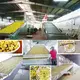 Cardamom Dryer Machine None - - ShouChuang 7