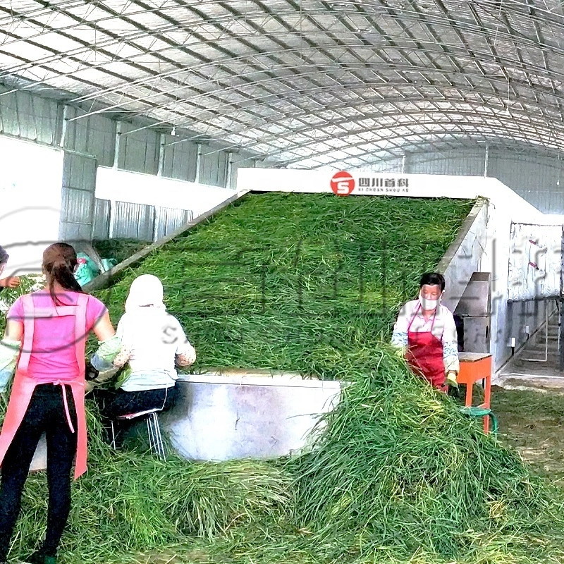 Secador de banda de malla transportadora continua para alfalfa, pasto de caballo, hoja de moringa y heno de plátano 1