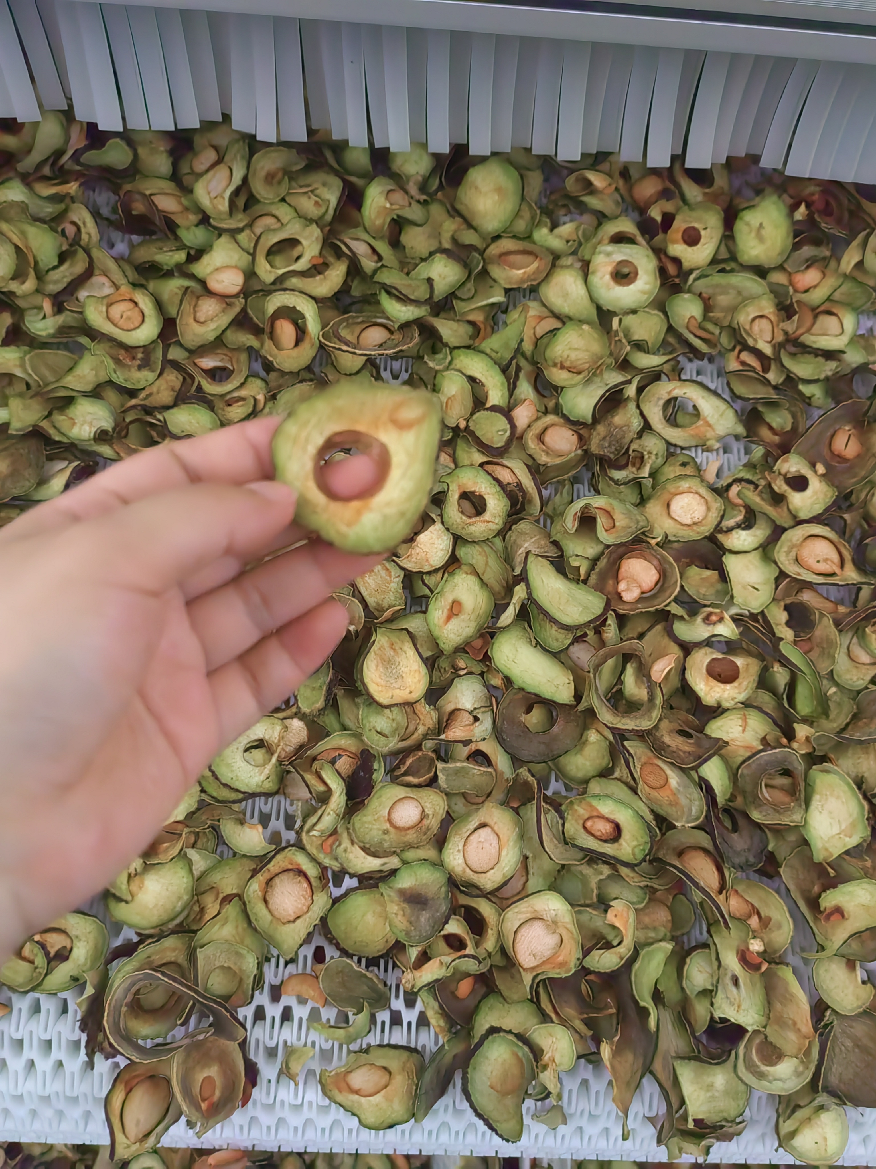 Pengering Sabuk Jaring Buah Alpukat 30 Ton Peralatan Pengeringan Udara Panas 4
