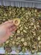 Creative Vegetable Dryer Machine Price Price List 4