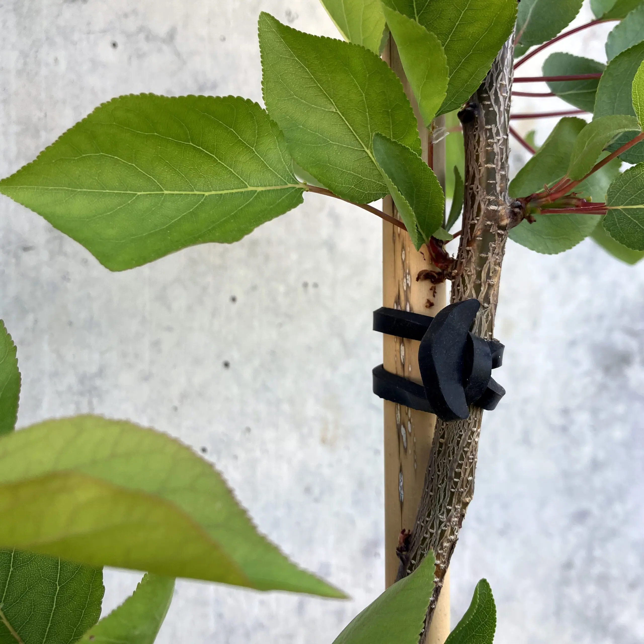 Industrial Grade Wear-Resistant Anchor Hook Rubber Bands – Bulk Wholesale 6