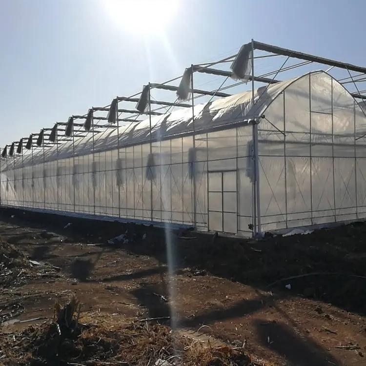 Cheap Plastic Film Greenhouse Commercial Greenhouse Multi Span Greenhouse Wholesale - Sainpoly 4