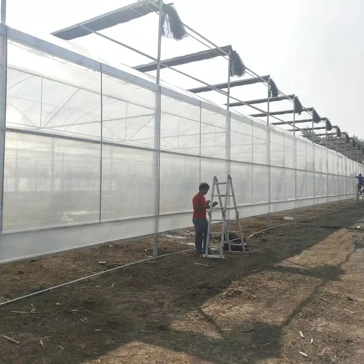 Cheap Plastic Film Greenhouse Commercial Greenhouse Multi Span Greenhouse Wholesale - Sainpoly 5