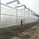 Cheap Plastic Film Greenhouse Commercial Greenhouse Multi Span Greenhouse Wholesale - Sainpoly 5