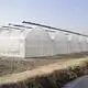 Agriculture Film Greenhouse Wholesale Film Greenhouse Wholesale - Sainpoly 7