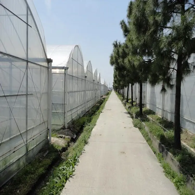 Cheap Plastic Film Greenhouse Commercial Greenhouse Multi Span Greenhouse Wholesale - Sainpoly 6