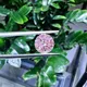 Pink Lab Diamond Created Pink Diamond for Business 2