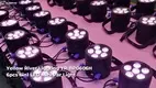 Popular dj par light wholesale | Yellow River 1