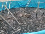 Construction of new fish ponds, can 3-meter galvanized plate fish ponds raise edible fish? 2
