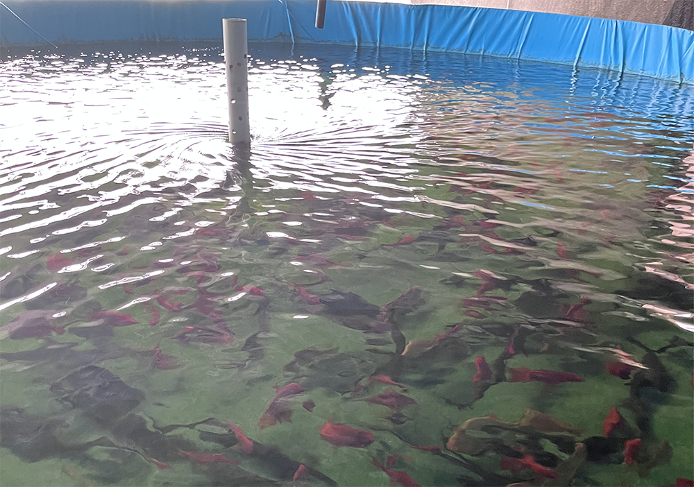 The factory aquaponic culture pond 1