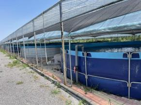 Canvas galvanized pipe fish pond 2