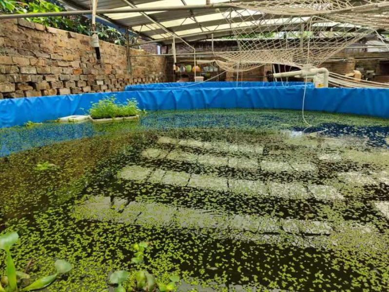 Canvas galvanized pipe fish pond 1