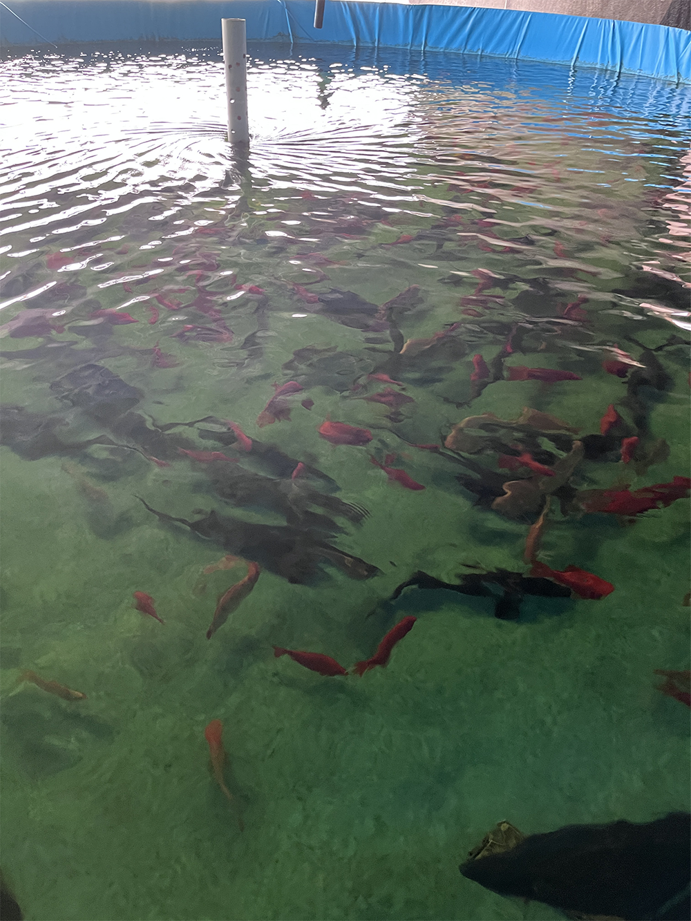 The advantages of canvas fish pond culture 2