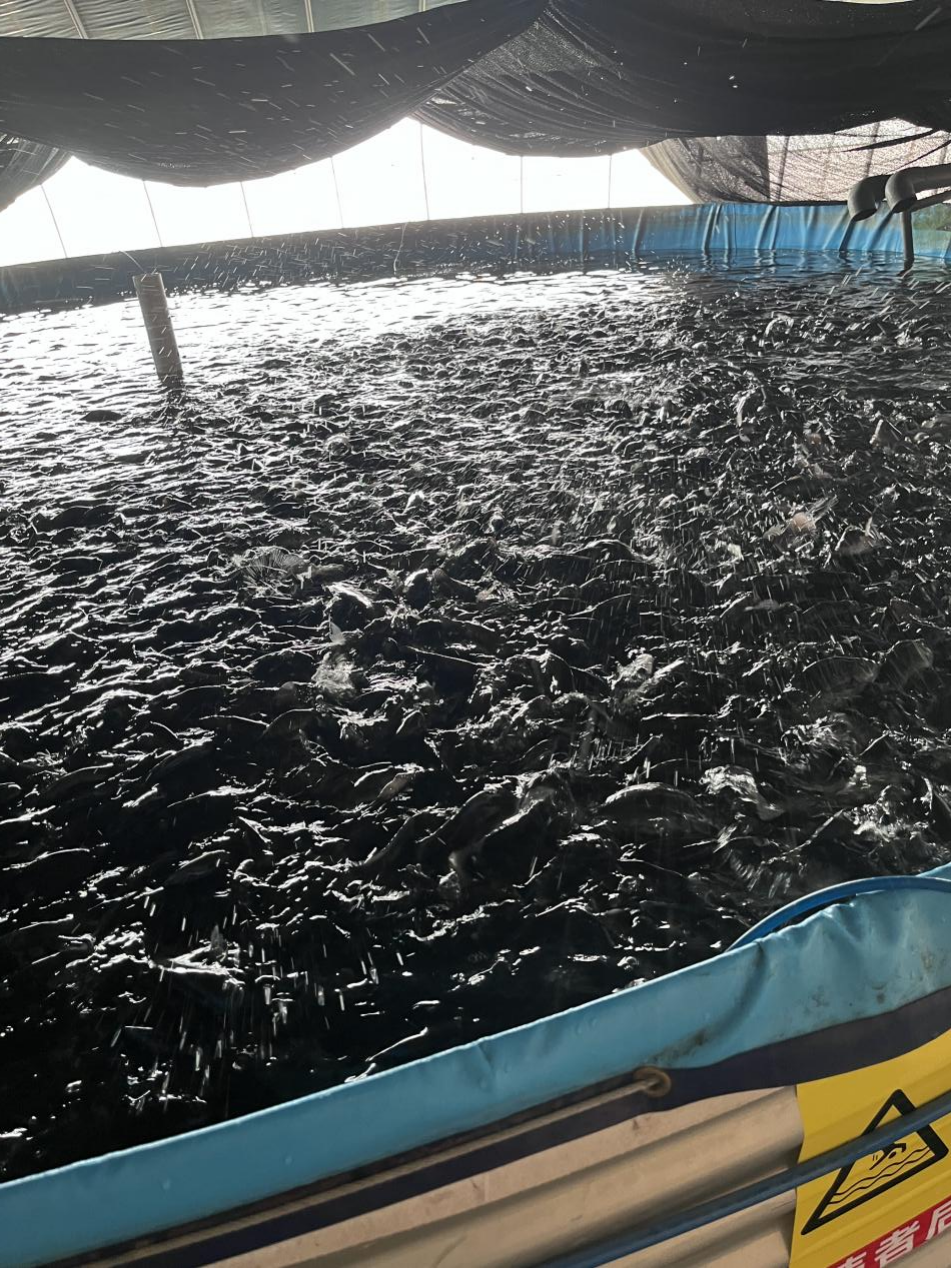 Tilapia farming teaching 3