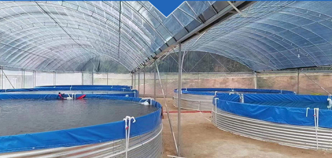 Do you need to fish out the dead fish just put in the fish pond? 3