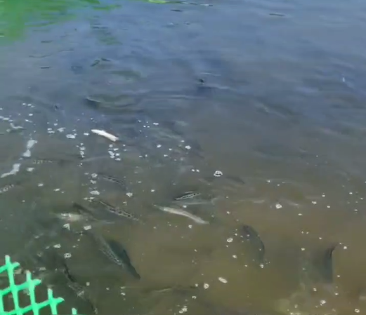 Do you need to fish out the dead fish just put in the fish pond? 1