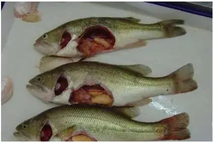 California perch is a patient with congenital fatty liver, how to rescue it? 1