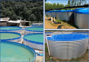 California perch is a patient with congenital fatty liver, how to rescue it? 3