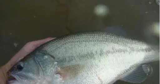 California PERCH GILL ROTRADA 1