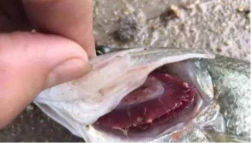 California PERCH GILL ROTRADA 2