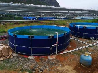 California PERCH GILL ROTRADA 3