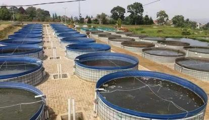 Micotoxinas, ¡la amenaza descuidada en la piscicultura! Incluso los peces carnívoros son difíciles de evitar 3