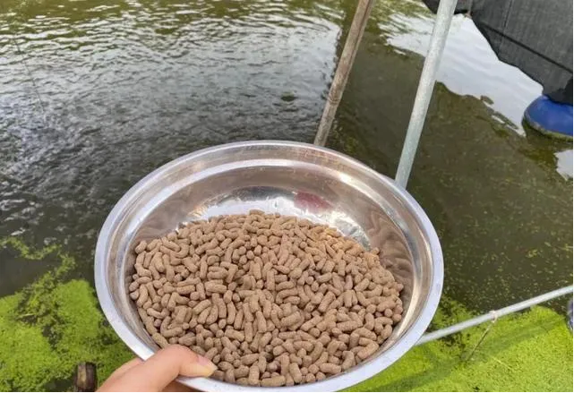 Micotoxinas, ¡la amenaza descuidada en la piscicultura! Incluso los peces carnívoros son difíciles de evitar 1