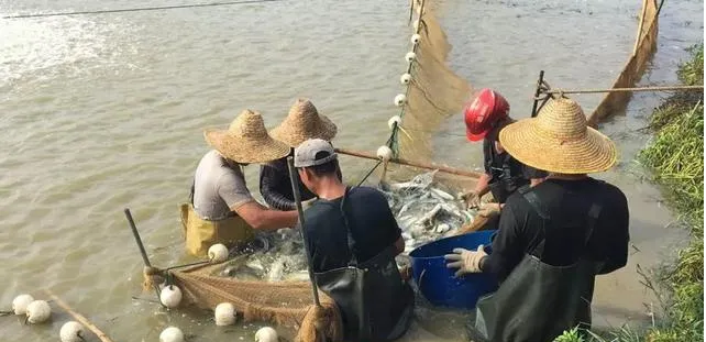 Micotoxinas, ¡la amenaza descuidada en la piscicultura! Incluso los peces carnívoros son difíciles de evitar 2