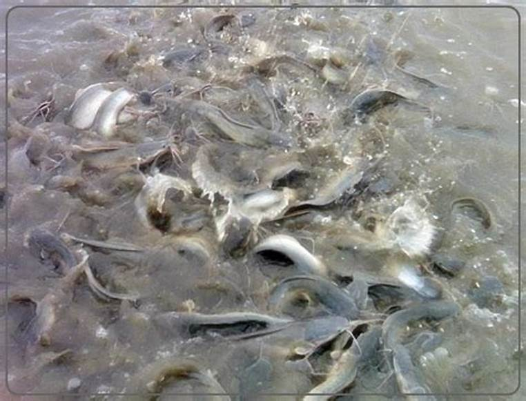 The floating head of the fish is not only due to lack of oxygen, but also may be caused by these reasons 2