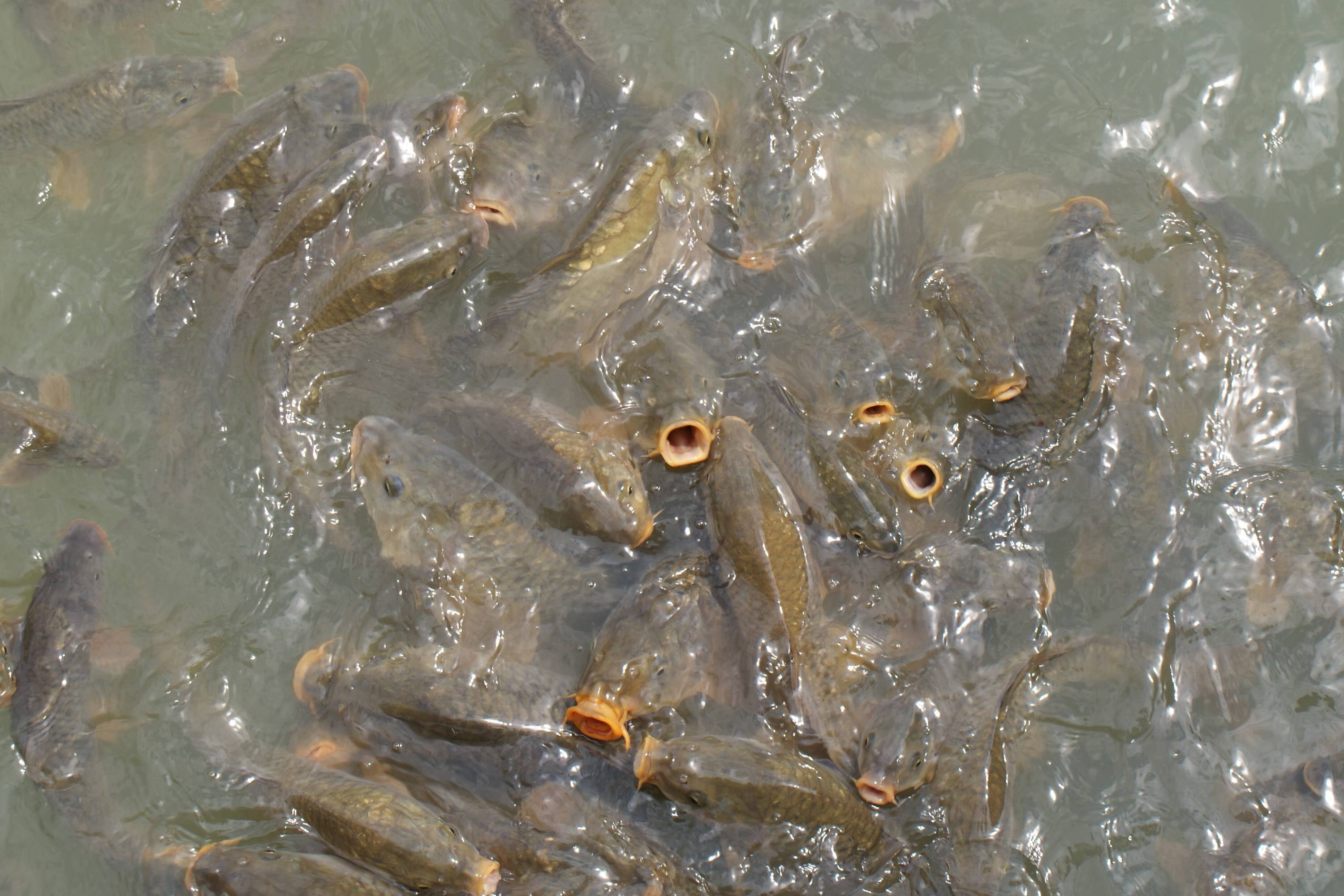 The floating head of the fish is not only due to lack of oxygen, but also may be caused by these reasons 1