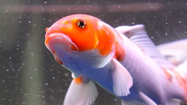 The floating head of the fish is not only due to lack of oxygen, but also may be caused by these reasons 3