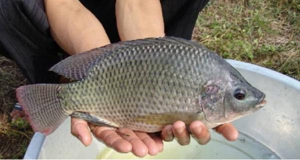 How to reduce the incidence of Streptococcus tilapia, we need to start from these points 1