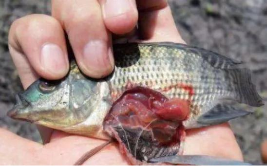 How to reduce the incidence of Streptococcus tilapia, we need to start from these points 3