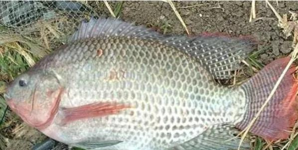 How to reduce the incidence of Streptococcus tilapia, we need to start from these points 2