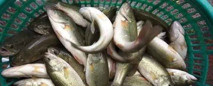 How to prevent and control the dead California perch 2