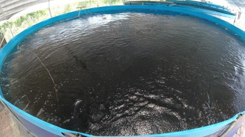 How to prevent and control the dead California perch 3